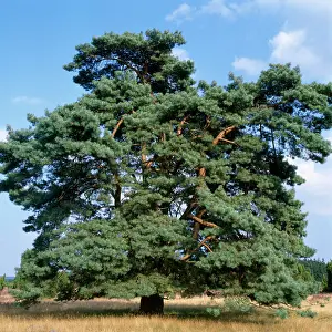 Scots: Mature SCOTS PINE - TREE