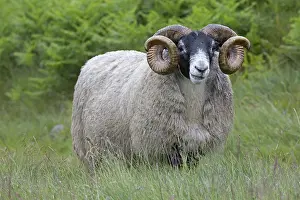 121217: Mature Scottish Blackface ram sheep Galloway Scotalnd