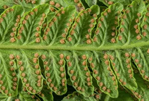 Frond: Mature sori of Lemon-scented fern, Oreopteris li