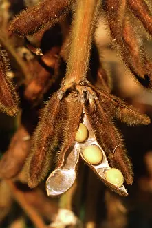 Beans: Mature soybeans