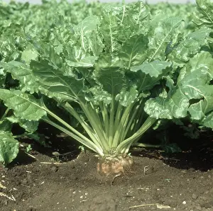Ready: Mature Sugar Beet