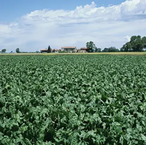 Beet: Mature sugar beet crop in Northern Italy