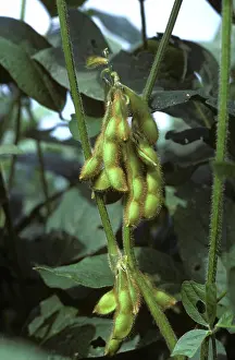Soya: Mature, unripe pods on Soybean plant
