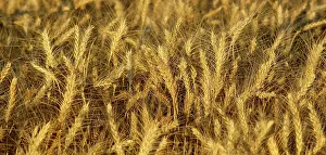 Cereal: Mature Wheat