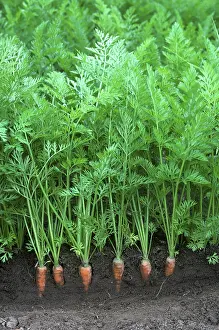 Root: Maturing carrots