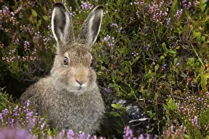 Calluna: A maturing Mountain Hare (Lepus timidus) Leveret