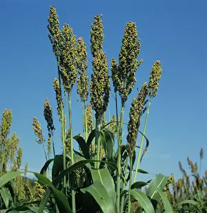 Broom: Maturing Sorghum