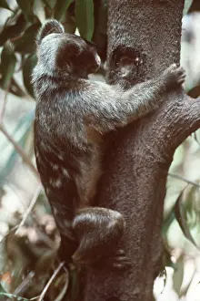 Holes: Maues Tassel Ear MARMOSET - Gouging tree trunk for