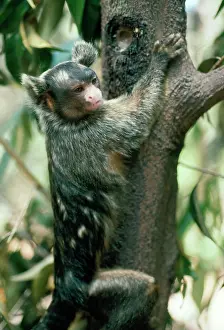 Callithrix: Maues Tassel Ear Marmoset - gouging tree trunk