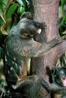 Callithrix: Maues Tassel Ear Marmoset - gouging tree trunk