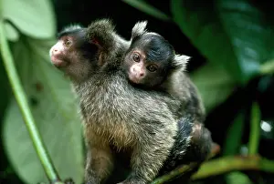 Father: Maues Tassel-ear Marmoset - male carrying baby