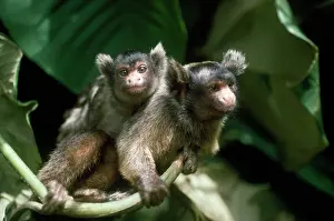 Eared: Maues Tassel-eared Marmoset - female carrying baby on back
