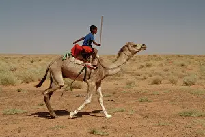 Dromedary: Mauritania, Lekhcheb, Child riding a dromedary