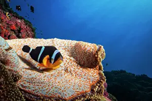 Pomacentridae: Mauritius clownfish (Amphiprion chrysogaster) on