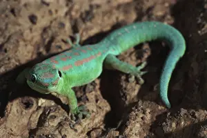 Phelsuma: Mauritius Day Gecko