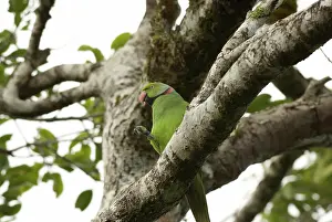 Eques: Mauritius Echo Parakeet