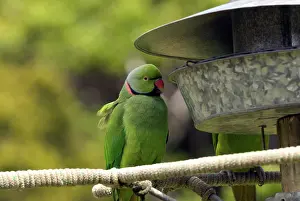 Eques: Mauritius Echo Parakeet