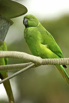 Eques: Mauritius Echo Parakeet