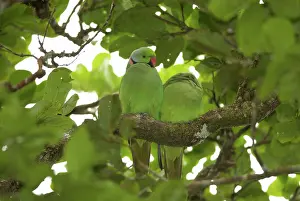 Eques: Mauritius Echo Parakeets