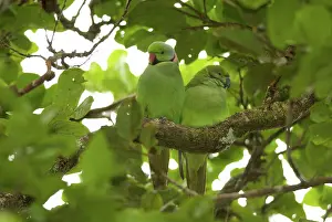 Eques: Mauritius Echo Parakeets