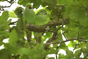Eques: Mauritius Echo Parakeets