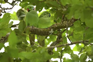 Eques: Mauritius Echo Parakeets