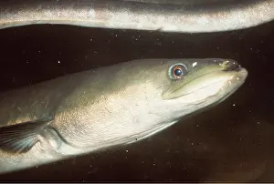 Mauritius: MAURITIUS EEL