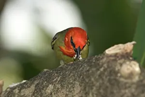 Maurice: Mauritius Fody