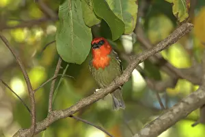 Maurice: Mauritius Fody