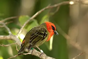 Maurice: Mauritius Fody