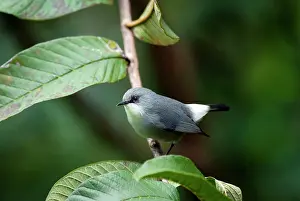 Mascarene: Mauritius Grey White-eye Mascarene White-eye Grey White-eye