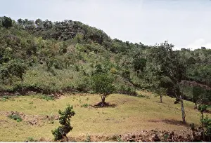 Mauritius: Mauritius indigenous forest - cleared for deer grazing