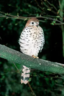 Naumanni: Mauritius Kestrel - Perched on branch