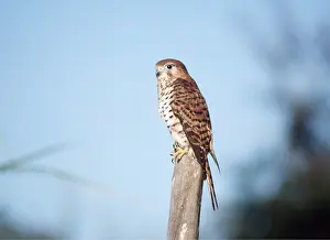 Mauritius: MAURITIUS KESTREL - perched on post