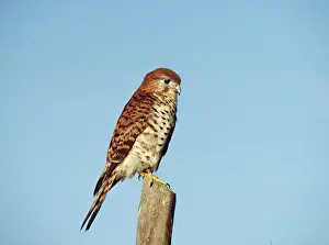 Mauritius: MAURITIUS KESTREL - perched on post