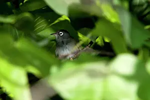Zosterops: Mauritius Olive White-eye