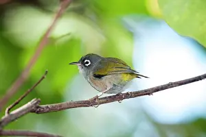 Zosterops: Mauritius Olive White-eye