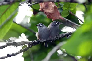 Zosterops: Mauritius Olive White-eye