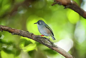 Zosterops: Mauritius Olive White-eye