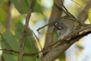Mascarene: Mauritius Olive White-eyes preening