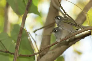 Mascarene: Mauritius Olive White-eyes preening