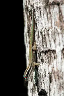 Phelsuma: Mauritius ornate day gecko