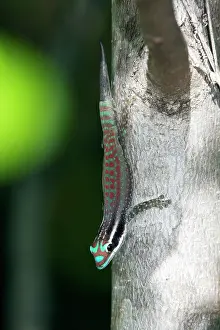 Phelsuma: Mauritius ornate day gecko