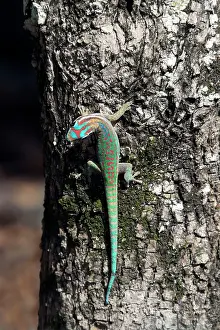 Phelsuma: Mauritius ornate day gecko