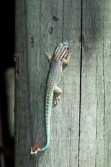 Phelsuma: Mauritius ornate day gecko
