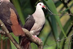 Streptopelia: Mauritius Pink Pigeon