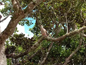 Streptopelia: Mauritius Pink Pigeon