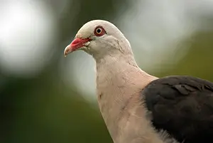 Streptopelia: Mauritius Pink Pigeon
