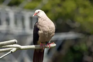 Streptopelia: Mauritius Pink Pigeon