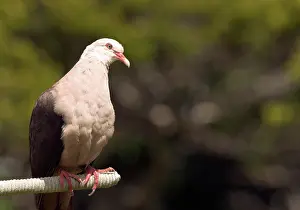 Streptopelia: Mauritius Pink Pigeon